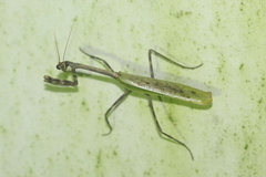 Pseudovates chlorophaea