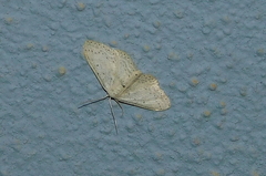 Idaea minuscularia
