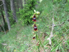 Ophrys insectifera