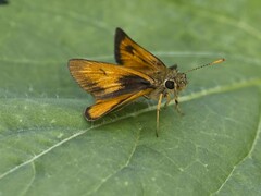 Choranthus vitellius