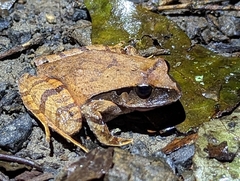Platyplectrum fletcheri