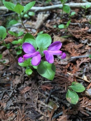 Polygaloides paucifolia