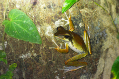 Polypedates macrotis