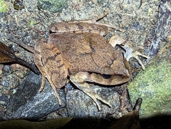 Platyplectrum fletcheri