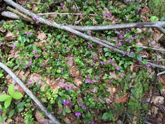 Polygaloides paucifolia