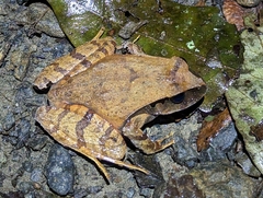 Platyplectrum fletcheri