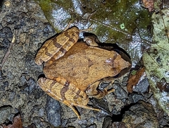 Platyplectrum fletcheri