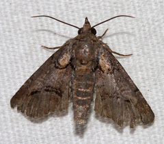 Paectes pygmaea