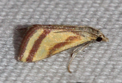 Microtheoris vibicalis