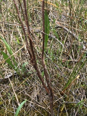 Hypericum kalmianum