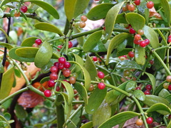 Viscum cruciatum