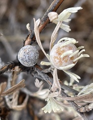 Rhopalomyia obovata