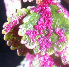 Acalitus longisetosus