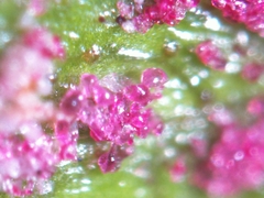 Acalitus longisetosus