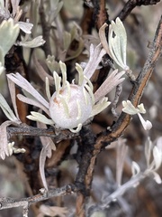 Rhopalomyia obovata