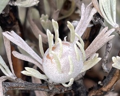 Rhopalomyia obovata