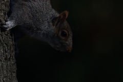 Sciurus carolinensis