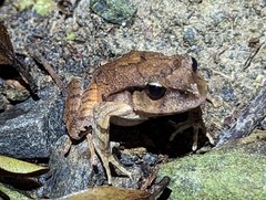 Platyplectrum fletcheri
