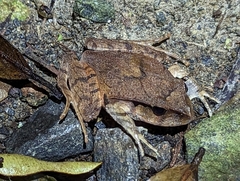 Platyplectrum fletcheri