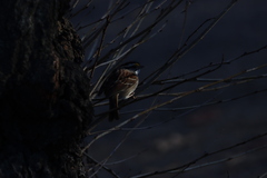 Zonotrichia albicollis