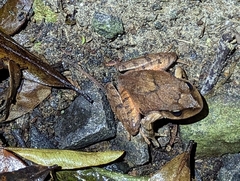 Platyplectrum fletcheri