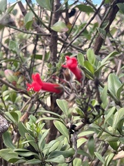 Gambelia