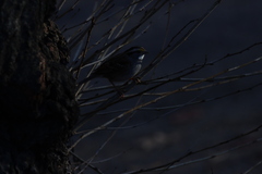 Zonotrichia albicollis