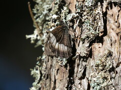 Hipparchia alcyone