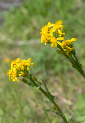 Senecio integerrimus