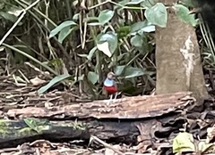 Erythropitta rufiventris