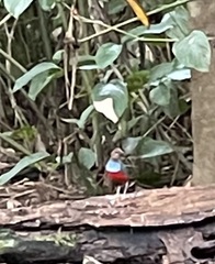 Erythropitta rufiventris