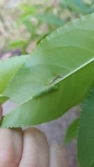 Neumichtis nigerrima