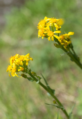 Senecio integerrimus