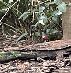 Erythropitta rufiventris