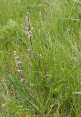 Valeriana edulis