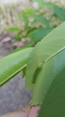 Neumichtis nigerrima