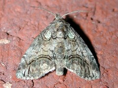 Paectes pygmaea