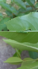 Neumichtis nigerrima