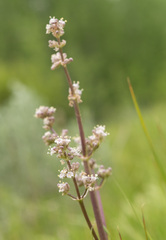 Valeriana edulis