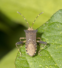 Hypselonotini