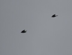 Turdus merula