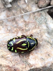 Eupoecila australasiae