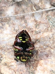 Eupoecila australasiae