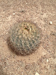 Echinomastus unguispinus