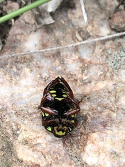 Eupoecila australasiae