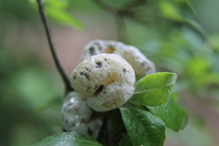 Exobasidium rhododendri