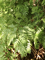 Pteris macilenta