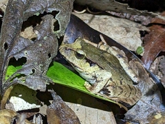 Platyplectrum fletcheri