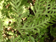 Pteris macilenta