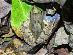 Platyplectrum fletcheri